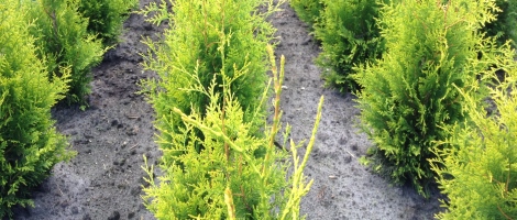 thuja-golden-brabant