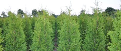 thuja-occ-brabant