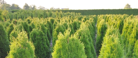 thuja-occ-smaragd