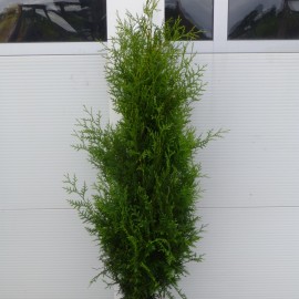 Thuja occidentalis 'Brabant' 125-150 cm 