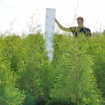 Thuja occidentalis 'Brabant'  150-175 cm 