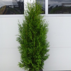 Thuja occidentalis 'Brabant'  150-175 cm 