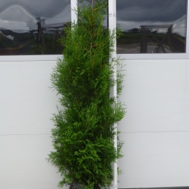 Thuja occidentalis 'Brabant' 175-200 cm 