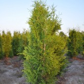 Thuja occidentalis 'Brabant' (13)