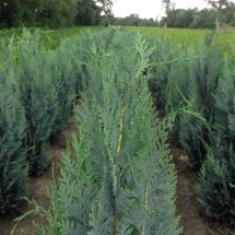 Chamaecyparis lawsoniana 'Columnaris' 200-225 cm langere levertijd 