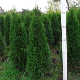 Thuja occidentalis 'Smaragd' 125-150 cm