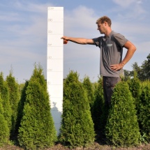 Thuja occidentalis 'Smaragd' 80-100 cm