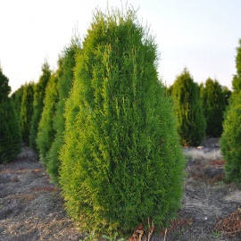 Thuja occidentalis 'Smaragd' 80-100 cm